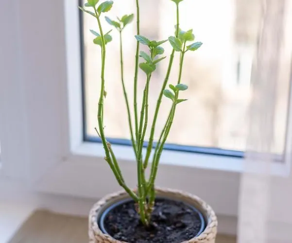 Valdemara Design In Center Riga